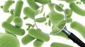 Probiotice Farmacia Elfa